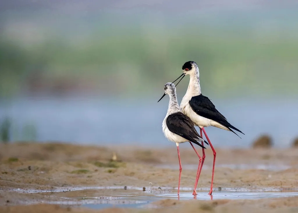 在線看&ldquo;百鳥(niǎo)競(jìng)翔&rdquo; ，了解河南野生鳥(niǎo)類