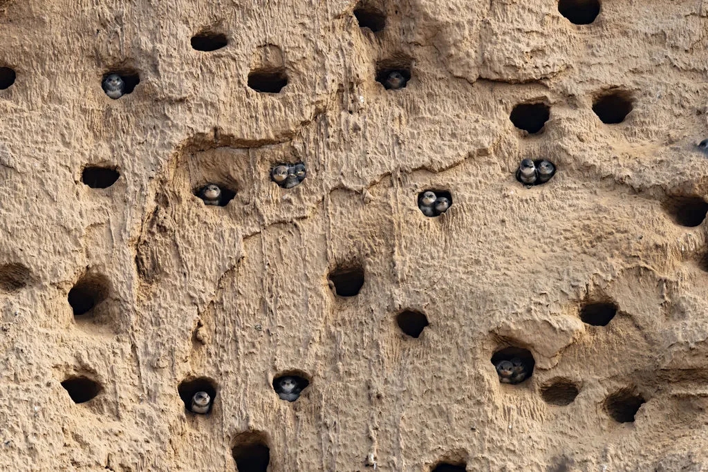 在線看&ldquo;百鳥(niǎo)競(jìng)翔&rdquo; ，了解河南野生鳥(niǎo)類