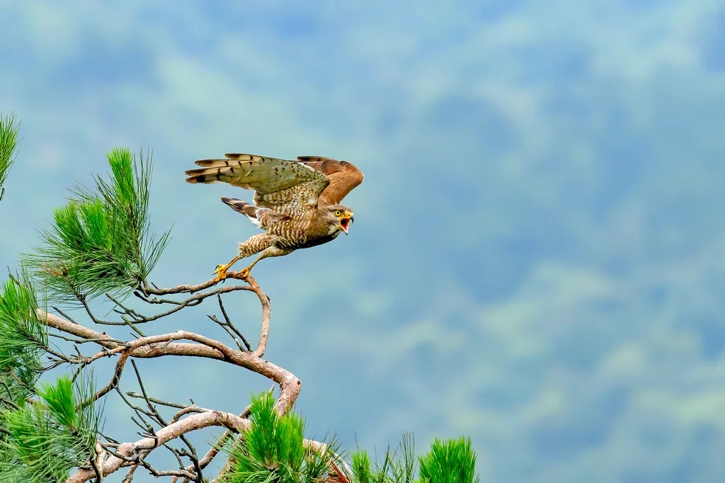 在線看&ldquo;百鳥(niǎo)競(jìng)翔&rdquo; ，了解河南野生鳥(niǎo)類
