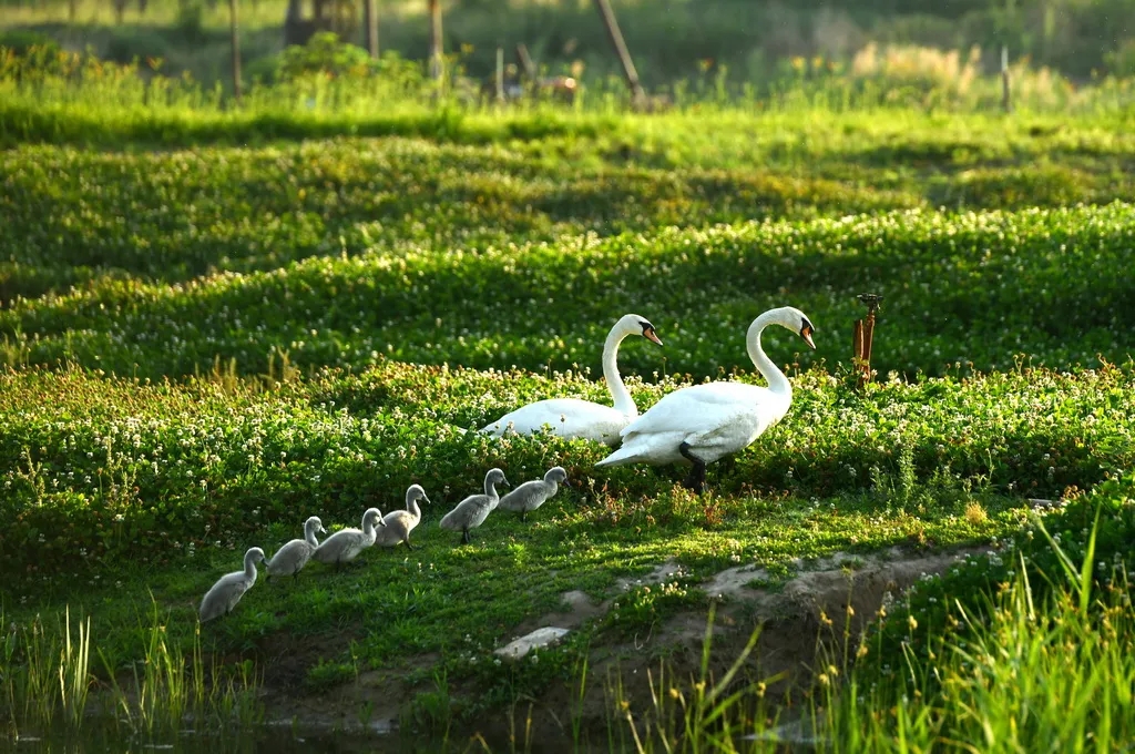 在線看&ldquo;百鳥(niǎo)競(jìng)翔&rdquo; ，了解河南野生鳥(niǎo)類