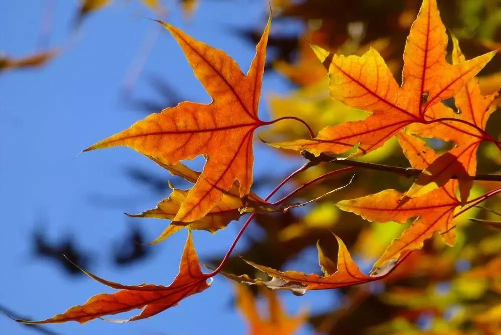 秋燥、秋感、秋瀉!如何應(yīng)對秋老虎的"三板斧"