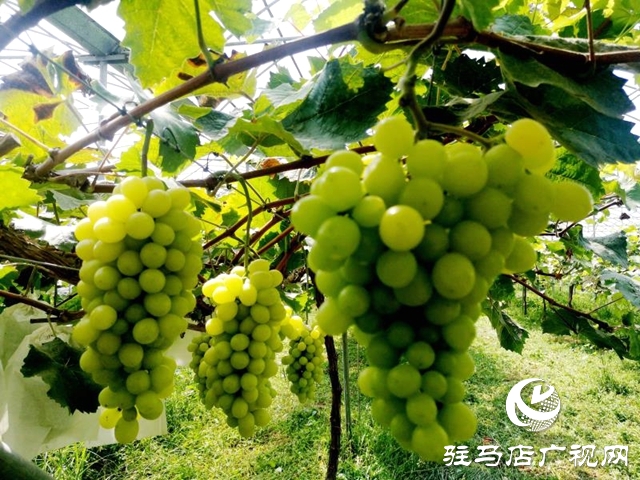 駐馬店市驛城區(qū)盛邦種植聯(lián)合社： 帶動(dòng)群眾致富奔小康 打造國(guó)家級(jí)農(nóng)民合作社示范社