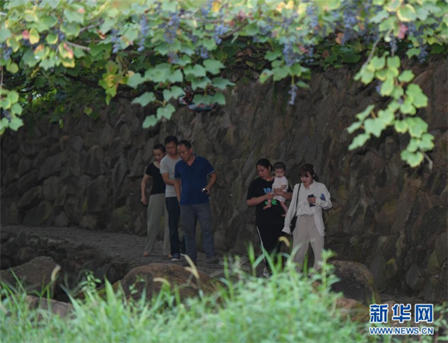 福建福安:葡萄熟了 游客來了 畬鄉(xiāng)富了