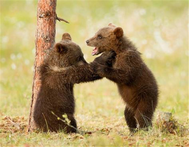與熊為鄰，守護(hù)山林——走近長白山自然保護(hù)區(qū)巡護(hù)員