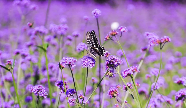 鄭州綠博園：邂逅浪漫花海、打卡民俗文化