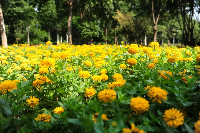 鄭州綠博園：邂逅浪漫花海、打卡民俗文化