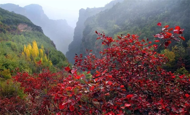 觀秋景、品秋味，多彩太行給你滿目的秋日驚喜！