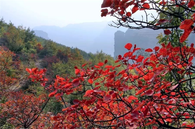 觀秋景、品秋味，多彩太行給你滿目的秋日驚喜！