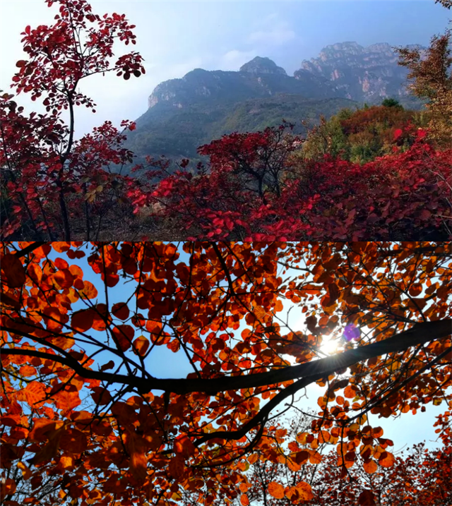 觀秋景、品秋味，多彩太行給你滿目的秋日驚喜！
