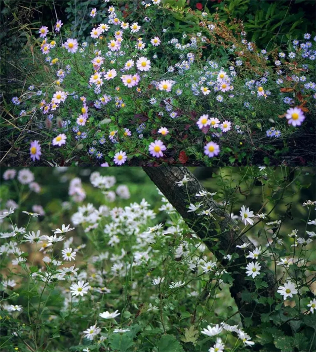 觀秋景、品秋味，多彩太行給你滿目的秋日驚喜！