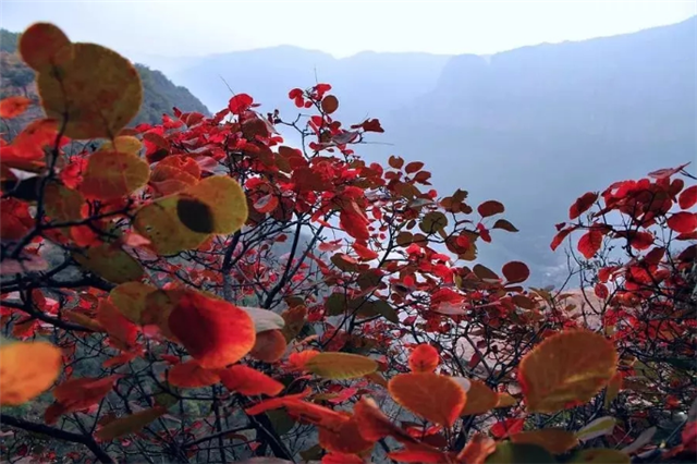 觀秋景、品秋味，多彩太行給你滿目的秋日驚喜！