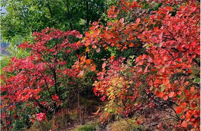 觀秋景、品秋味，多彩太行給你滿目的秋日驚喜！