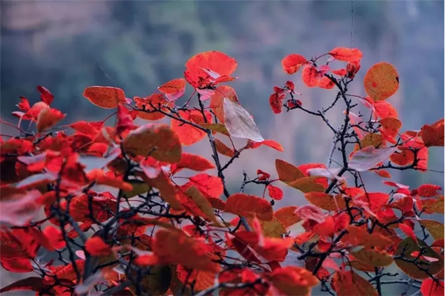 觀秋景、品秋味，多彩太行給你滿目的秋日驚喜！