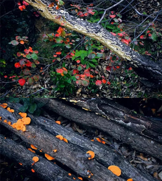 觀秋景、品秋味，多彩太行給你滿目的秋日驚喜！