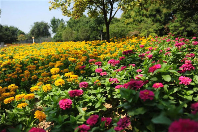  來綠博園賞菊，收獲這個秋天的浪漫