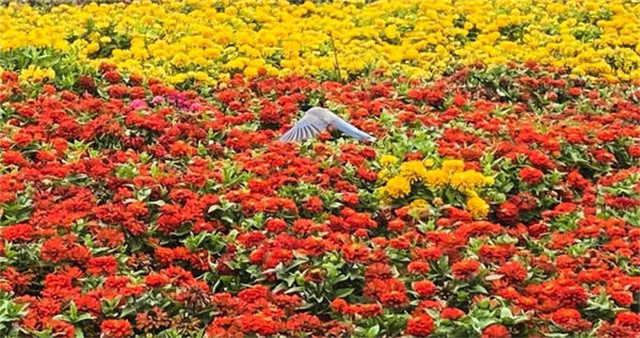  來綠博園賞菊，收獲這個秋天的浪漫