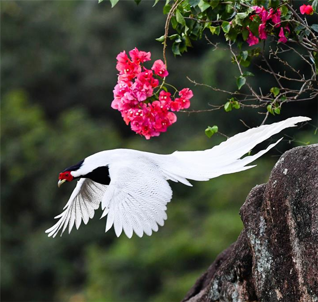 福建南靖:大美白鷴成新景