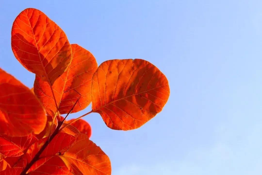 又是一年紅葉季，期待在這里遇見最美的你