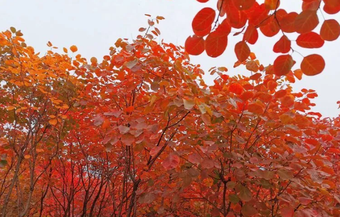 又是一年紅葉季，期待在這里遇見最美的你