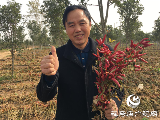 攜手北沃 見證豐收 ——北沃高鈣肥再顯神威，表現(xiàn)驚艷眾人！