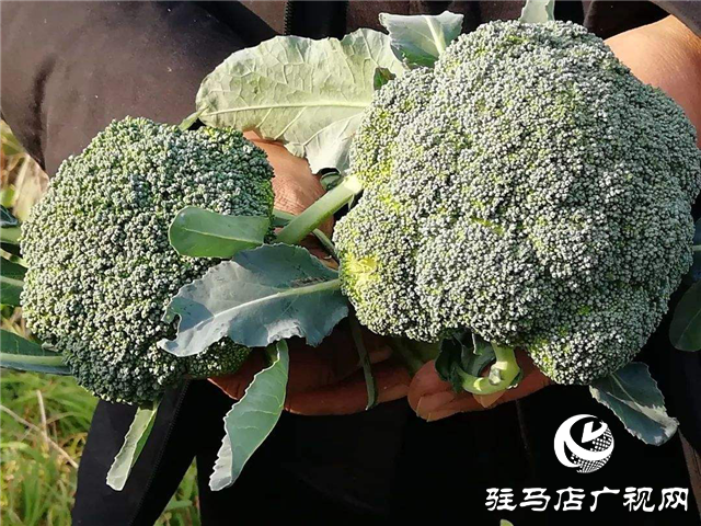 攜手北沃 見證豐收 ——北沃高鈣肥再顯神威，表現(xiàn)驚艷眾人！