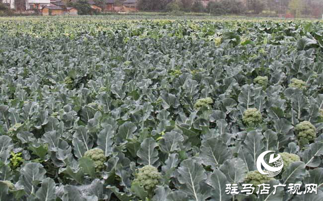 攜手北沃 見證豐收 ——北沃高鈣肥再顯神威，表現(xiàn)驚艷眾人！