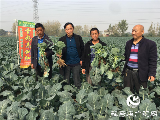 攜手北沃 見證豐收 ——北沃高鈣肥再顯神威，表現(xiàn)驚艷眾人！