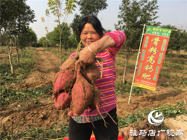 攜手北沃 見證豐收 ——北沃高鈣肥再顯神威，表現(xiàn)驚艷眾人！