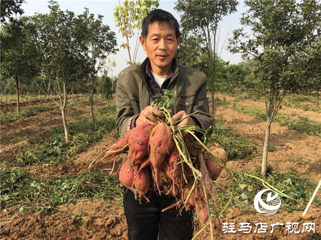 攜手北沃 見證豐收 ——北沃高鈣肥再顯神威，表現(xiàn)驚艷眾人！
