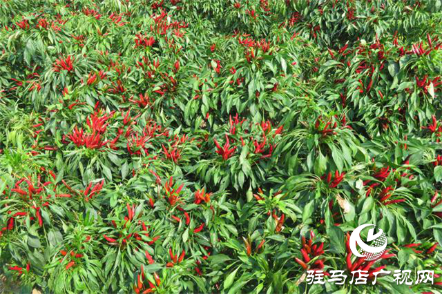 攜手北沃 見證豐收 ——北沃高鈣肥再顯神威，表現(xiàn)驚艷眾人！