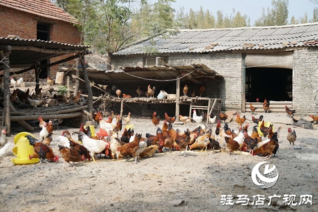 驛城區(qū)沙河鎮(zhèn)李歌:養(yǎng)雞帶民唱響致富歌