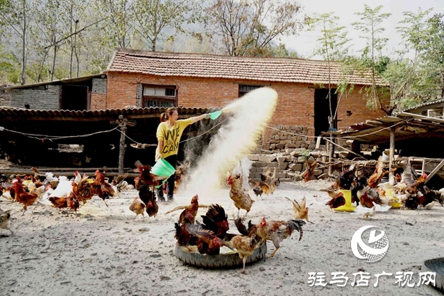 驛城區(qū)沙河鎮(zhèn)李歌:養(yǎng)雞帶民唱響致富歌