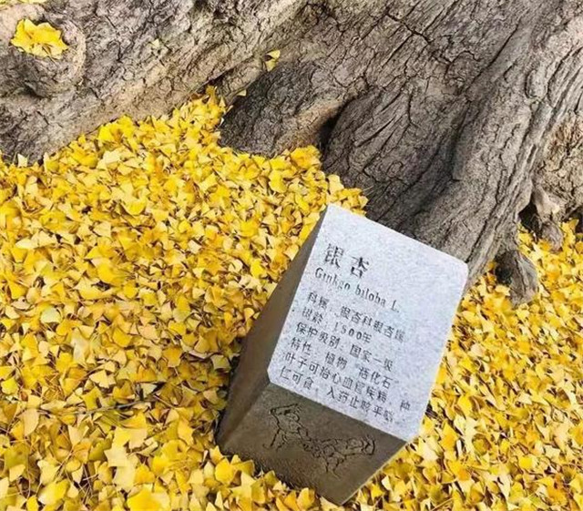 “古剎秋景惹人醉，金色滿園迎賓朋”——嵩山少林寺千年銀杏已到了一年之中最美時節(jié)！