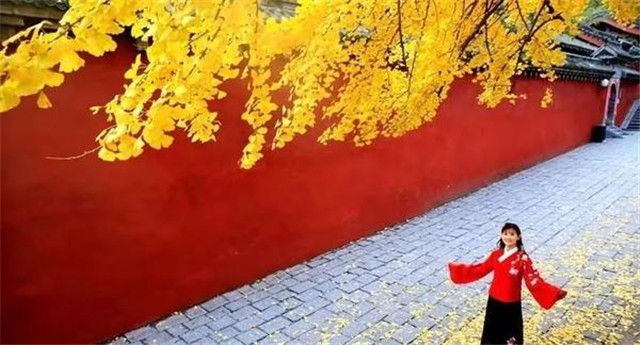 “古剎秋景惹人醉，金色滿園迎賓朋”——嵩山少林寺千年銀杏已到了一年之中最美時節(jié)！