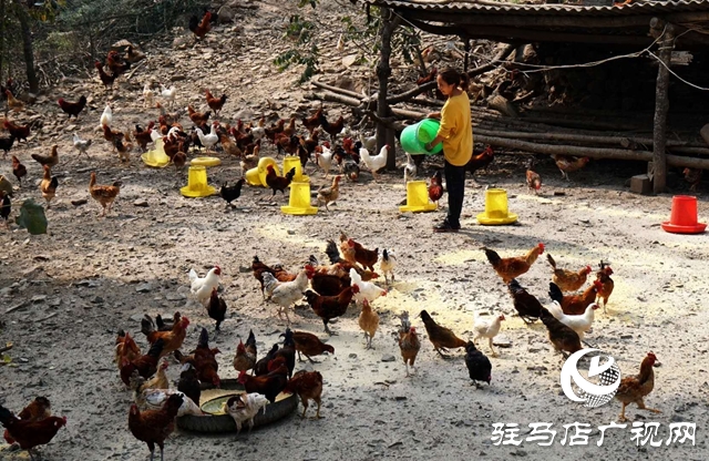 驛城區(qū)沙河鎮(zhèn)李歌:養(yǎng)雞帶民唱響致富歌