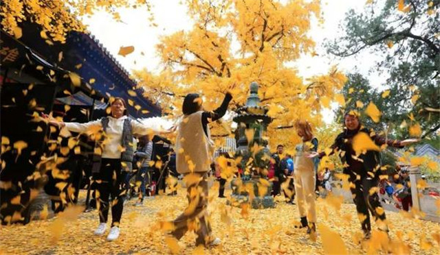 “古剎秋景惹人醉，金色滿園迎賓朋”——嵩山少林寺千年銀杏已到了一年之中最美時節(jié)！
