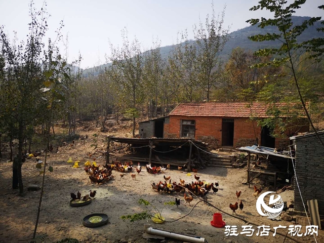 驛城區(qū)沙河鎮(zhèn)李歌:養(yǎng)雞帶民唱響致富歌