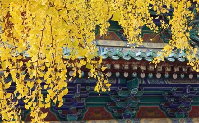 “古剎秋景惹人醉，金色滿園迎賓朋”——嵩山少林寺千年銀杏已到了一年之中最美時節(jié)！