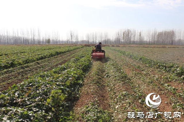 汝南縣柴莊村:合作社的紅薯豐收了