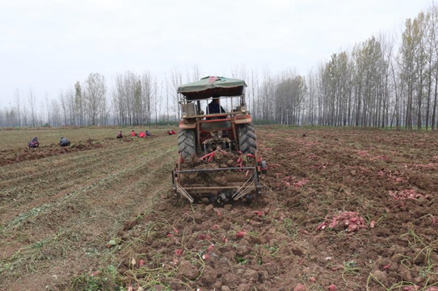 汝南縣柴莊村：合作社的紅薯豐收了
