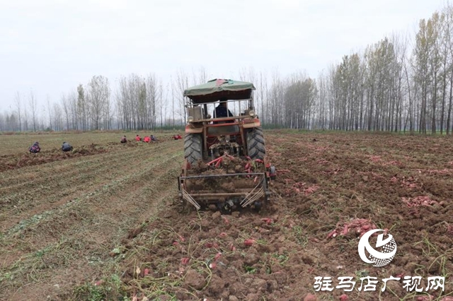 汝南縣柴莊村:合作社的紅薯豐收了