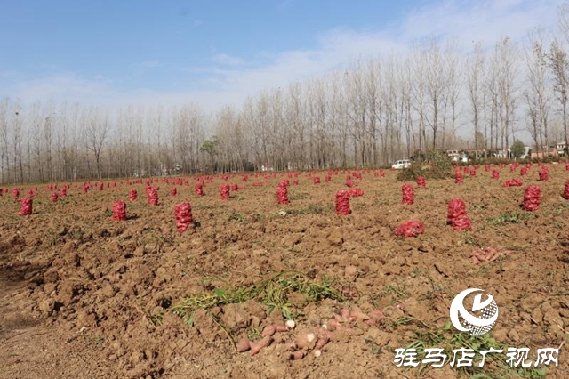 汝南縣柴莊村:合作社的紅薯豐收了