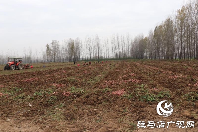 汝南縣柴莊村:合作社的紅薯豐收了