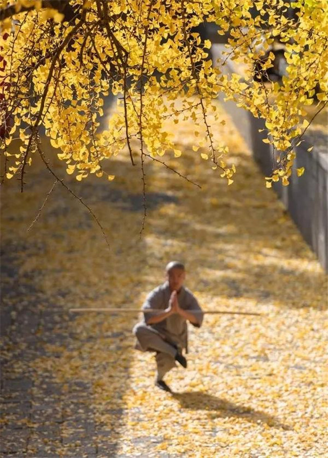 震撼！千年銀杏邂逅少林功夫！