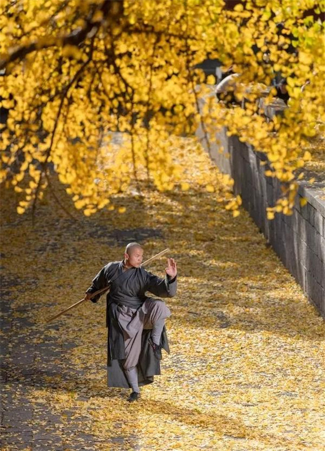 震撼！千年銀杏邂逅少林功夫！
