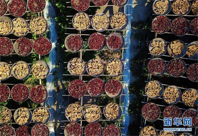 福建尤溪:詩意桂峰 曬秋人家