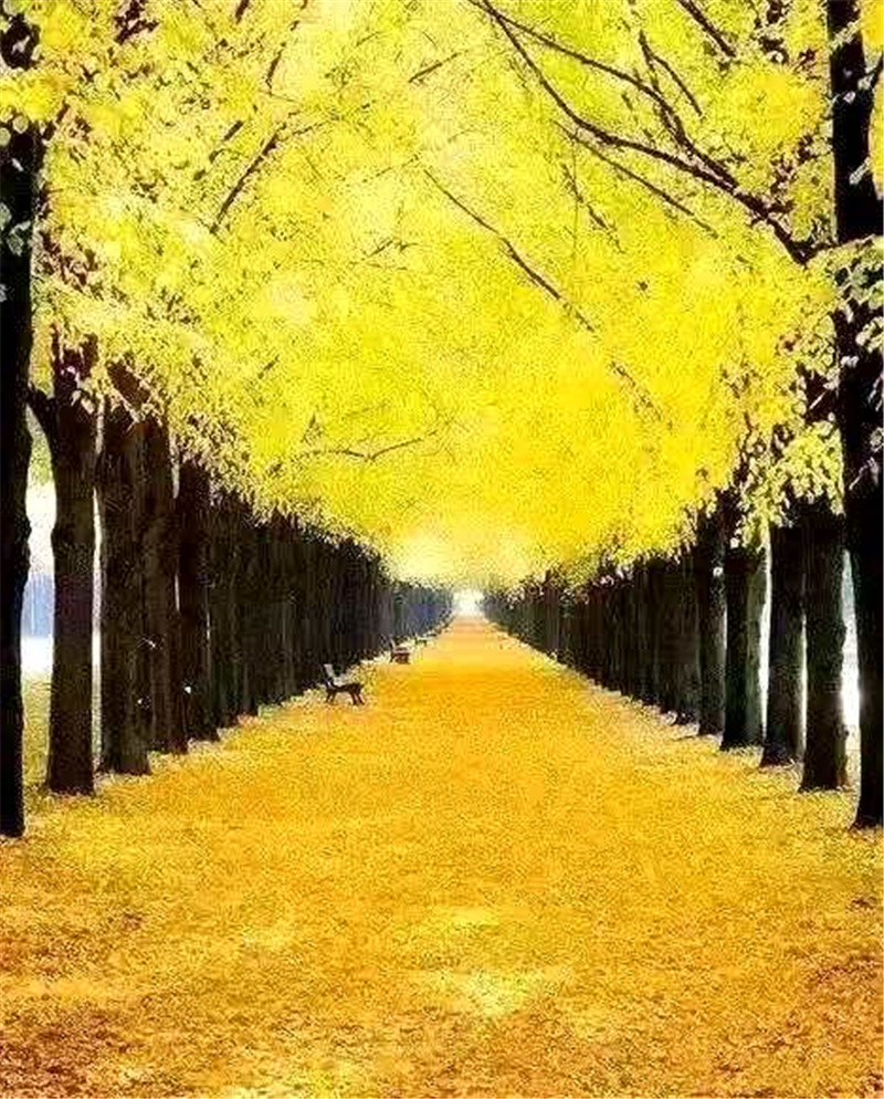 正是老家好時節(jié)，醉美河南惹人來