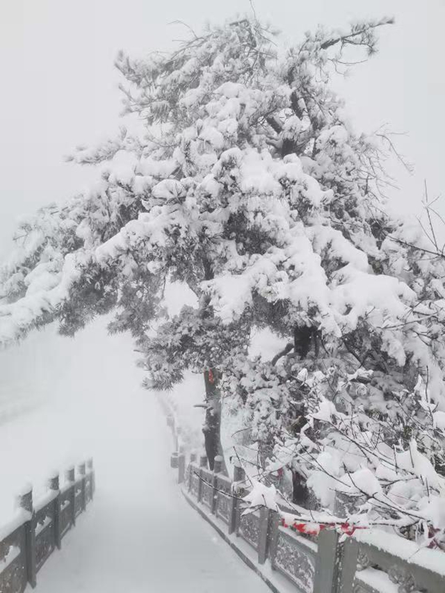 駐馬店2020年第一場(chǎng)雪“到貨” 老樂山銀裝素裹猶如仙境