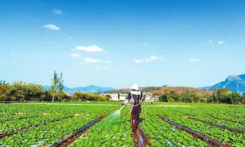 菜農(nóng)心中的科技貼心人