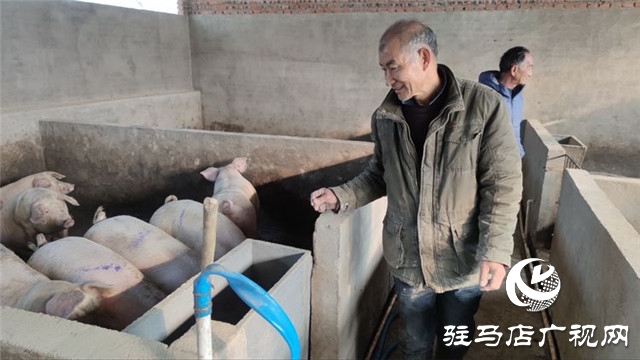 重獲“新生”，泌陽(yáng)縣下碑寺鄉(xiāng)曹莊村貧困戶養(yǎng)豬走出致富路